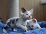 Azur Devon Rex