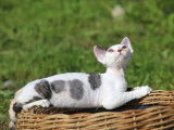 Azur Devon Rex