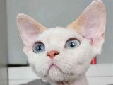 Azur Devon Rex
