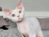 Azur Devon Rex