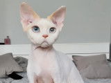 Azur Devon Rex