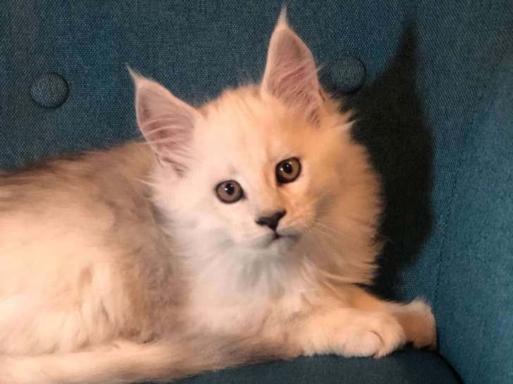 De l’Oracle des Loups