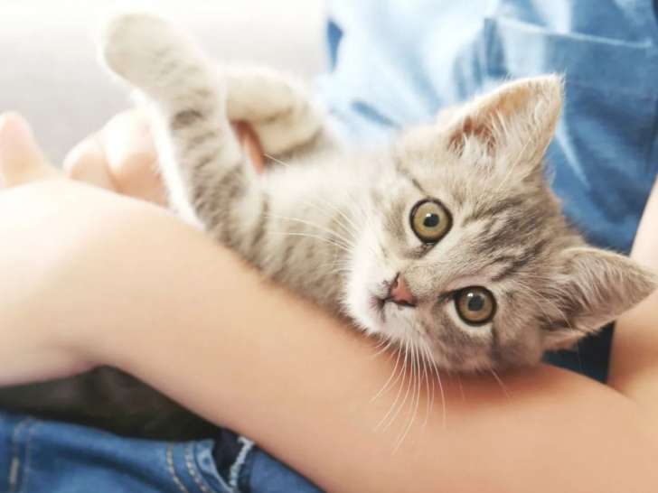 L'A mi-chat mi-chien