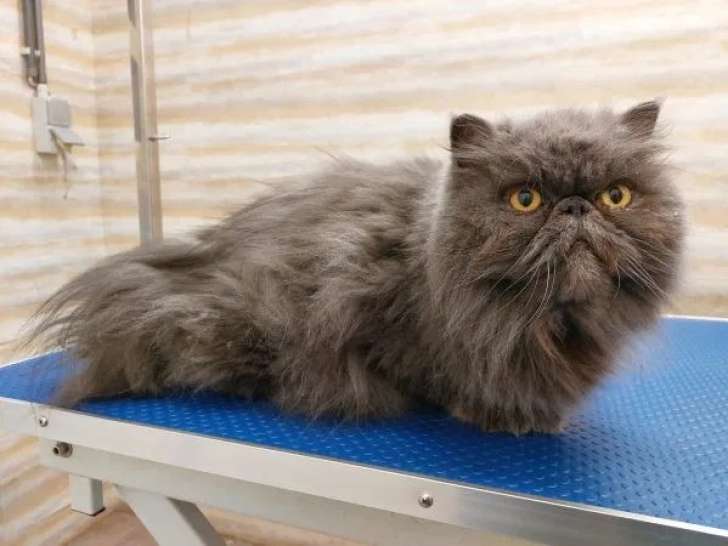 Bien dans ses pattes