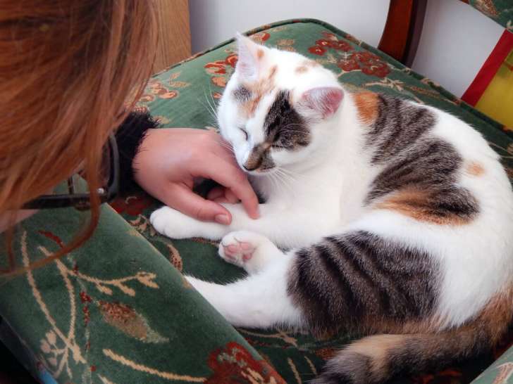 Ma&euml;lle et les 4 pattes