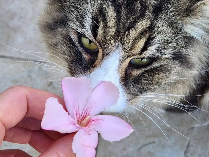 4 Pattes en Cévennes