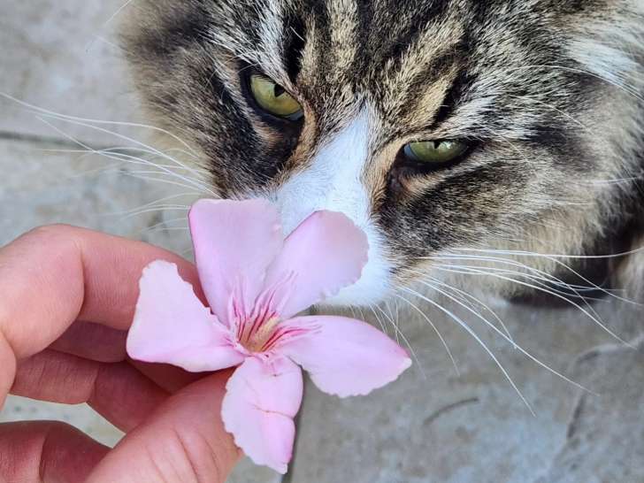 4 Pattes en Cévennes