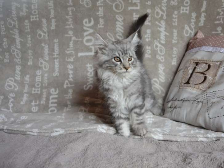 Des Sources de la Liane