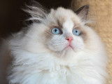 Maison Ragdoll