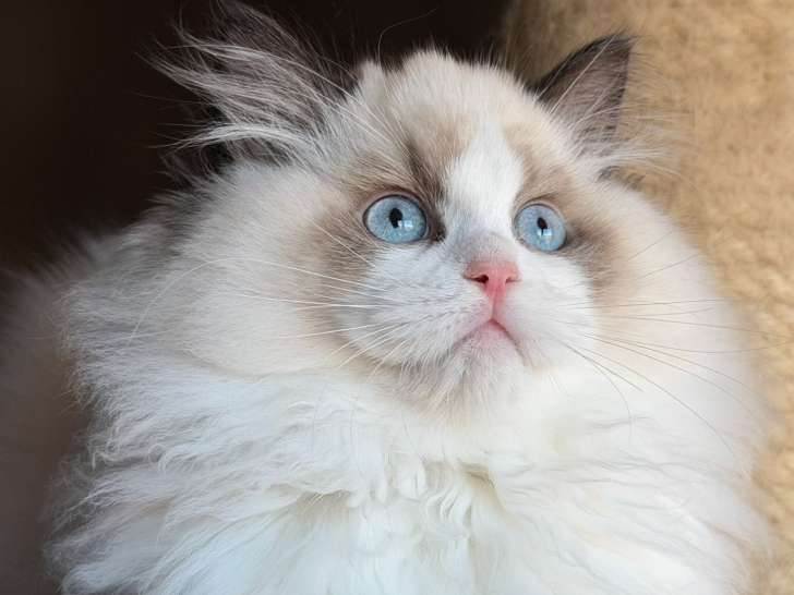 Maison Ragdoll