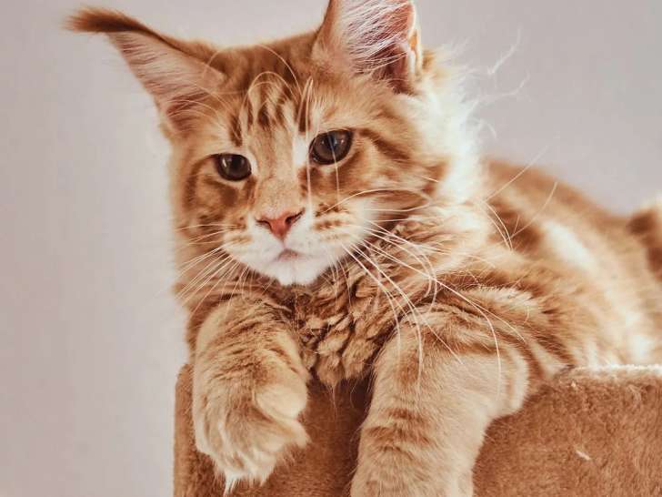 Comme Chiens et Chats