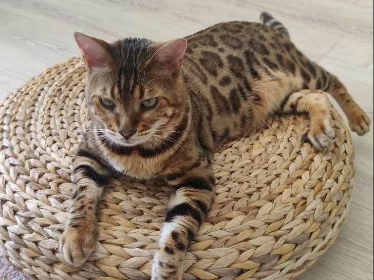 Comme Chiens et Chats