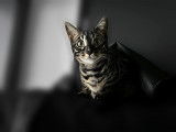 Chaton Bengal suisse Black Silver Charcoal Spotted Tabby au regard intense, &eacute;lev&eacute; en famille dans un environnement calme favorisant la sociabilisation et la confiance