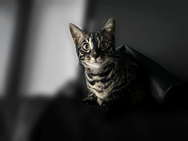 Chaton Bengal suisse Black Silver Charcoal Spotted Tabby au regard intense, &eacute;lev&eacute; en famille dans un environnement calme favorisant la sociabilisation et la confiance