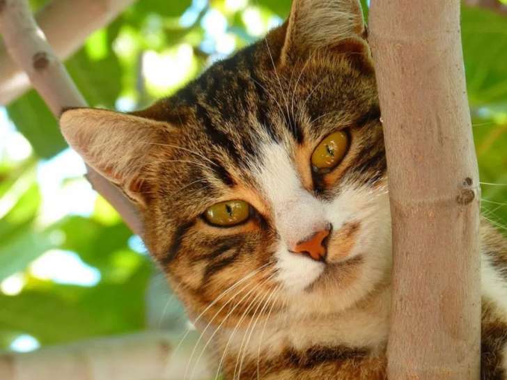 Animal Behaviour Center