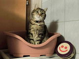 Pension HappyCat