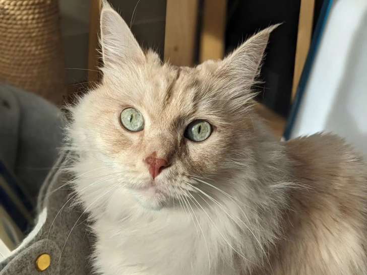 Marianne et Compagnons