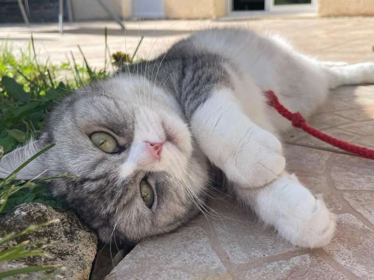 Passionnément chien