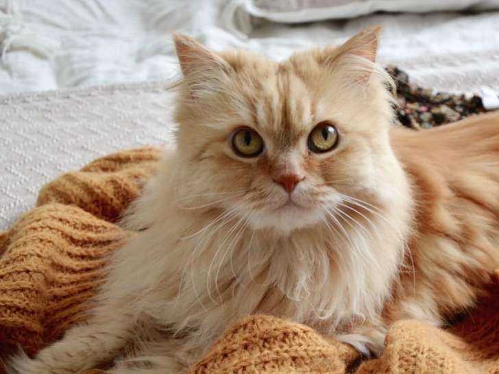 Secrets de chien et langue de chat