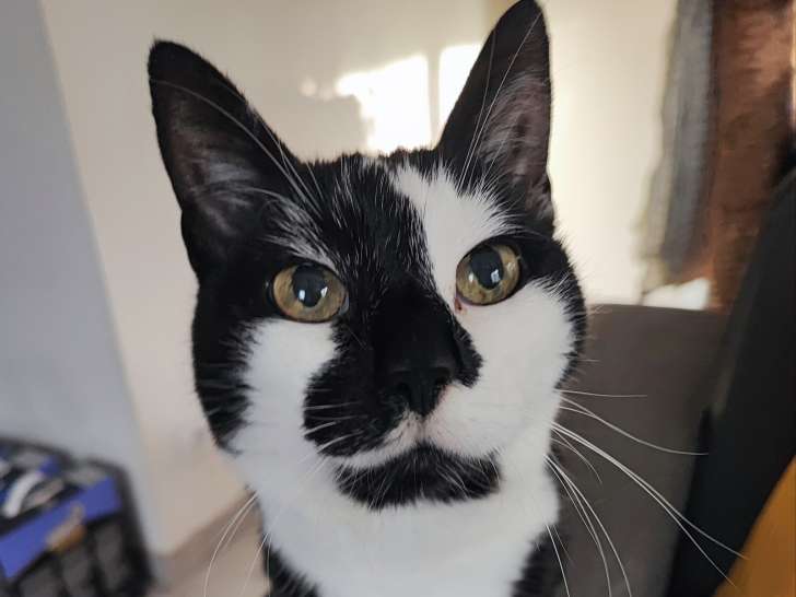 Bien dans nos pattes