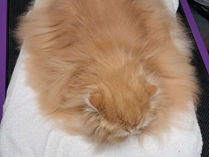 Toutouchien Matouchat