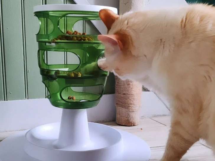 La Mignonnerie Féline