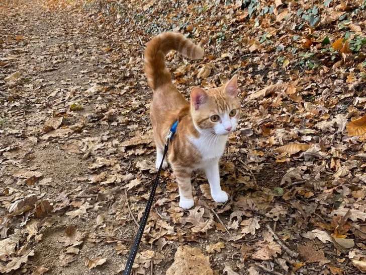 Les petites canailles