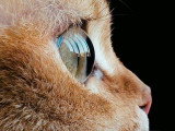 Catessence