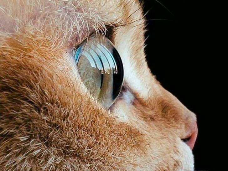 Catessence