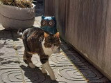 Catessence
