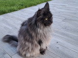 Catessence