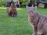 Catessence