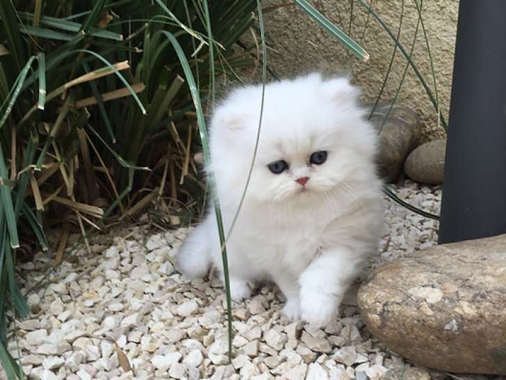 De la Séve d’Ambre