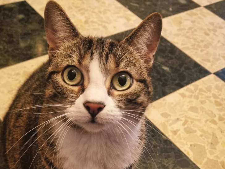 KH Services Animaliers