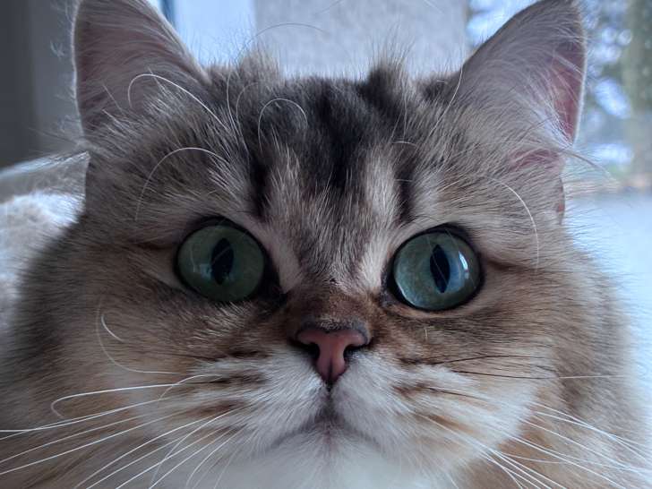 Winnie-Love des British Cocoon