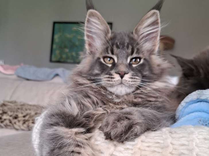 Azzuro, 5 mois, futur reproducteur