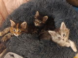 Chatons de 8 semaines