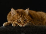 Portrait d'un chat sur fond noir en intérieur en lumière naturelle