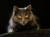 Portrait d'un chat noir sur fond noir en intérieur en lumière naturelle
