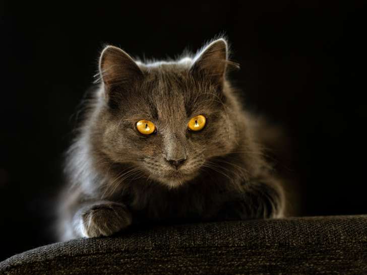 Portrait d'un chat noir sur fond noir en intérieur en lumière naturelle