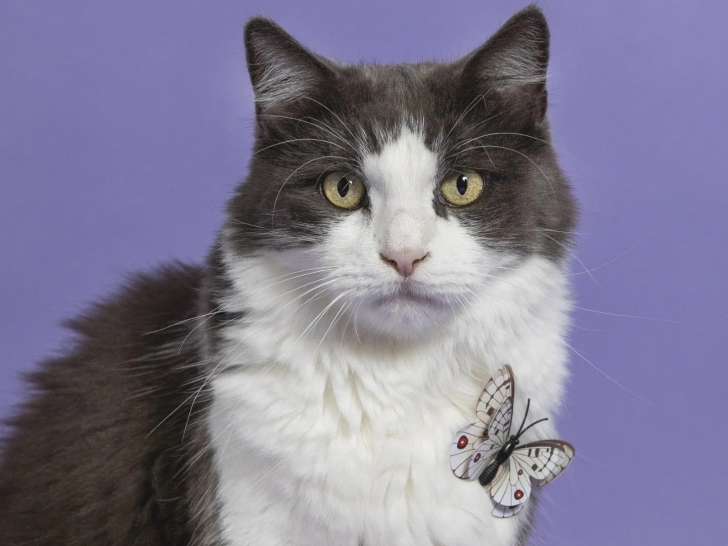 Mon Humain de Compagnie