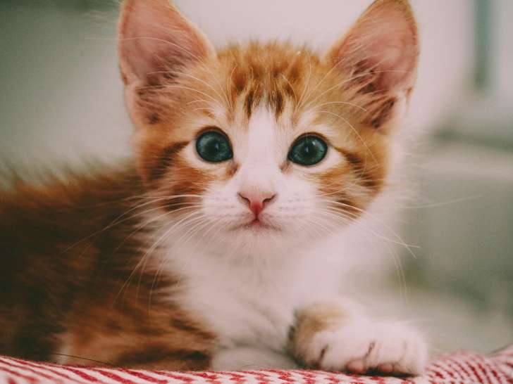 La main à la patte 41