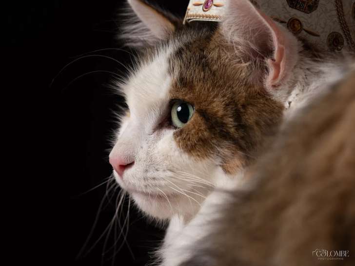 Colombe Photographie