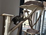 Chaton Bengal heureux dans un arbre à chat Ch'Adore