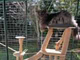 Main Coon qui trône sur son arbre à chat Ch'Adore