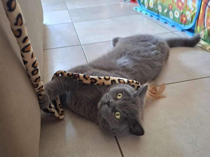 Besoin D'Un Coup D'Patte ?