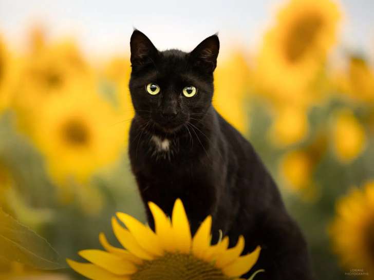 Loriane Photographie