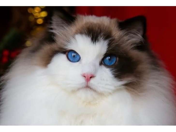 Le beau mâle de la maison : Ragissa Harley