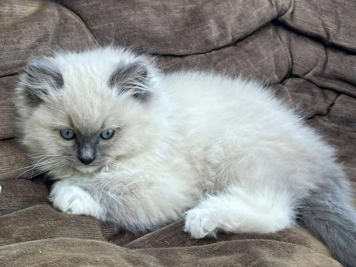 Des Bergers des Hautes Terres