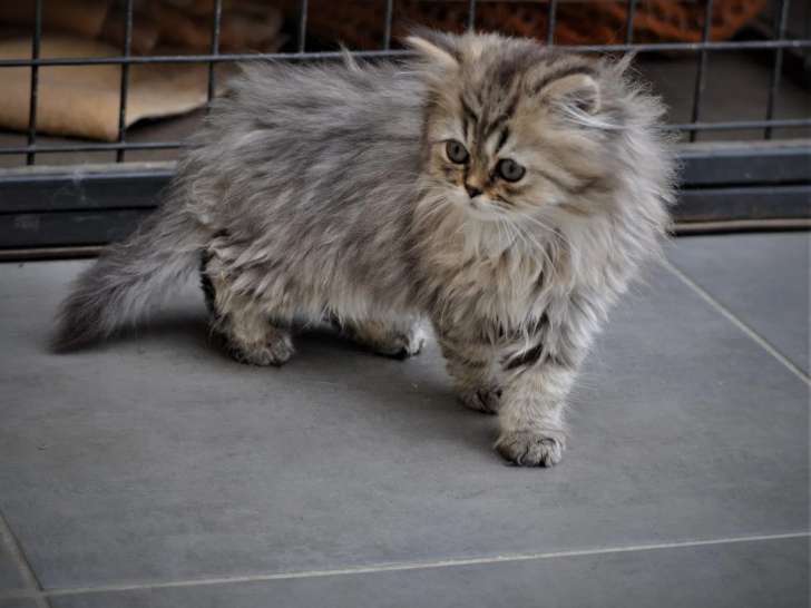 Des Bergers des Hautes Terres